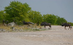705 Namibia Okt 2006 .JPG